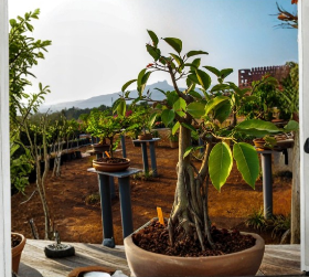 Ficus Audrey Plant Plug 3-6 Inch Indoor Ornamental Tree Ficus benghalensis Tissue Culture Starter