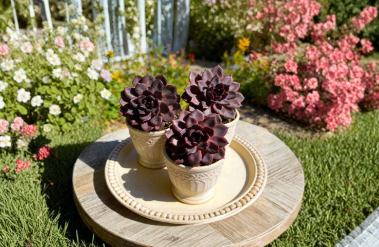Echeveria Black Mamba Live Succulent Plant 2.5-Inch Pot Dark Rosette Indoor Outdoor Houseplant