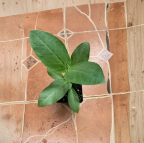Giant Milkweed Live Plant | Calotropis procera | Tropical Ornamental Shrub in 4-Inch or 1-Gallon Pot
