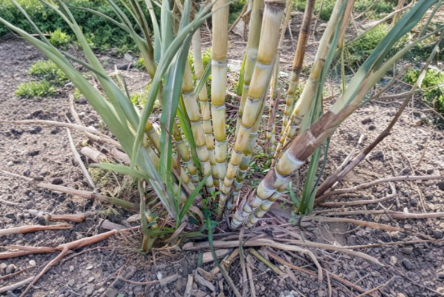 Yellow Sugarcane Cuttings 12 Inch Unrooted Saccharum officinarum 10 Pack for Planting