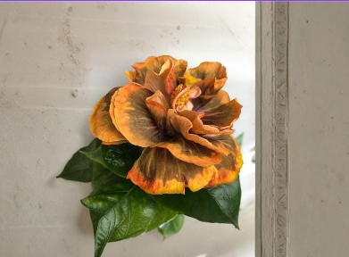 Varvara Krasa Hibiscus Cuttings Tropical Flowering Shrub for Propagation, Hibiscus rosa-sinensis, Garden & Patio Plants
