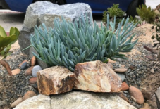 Blue Chalk Sticks Succulent Cuttings – Senecio mandraliscae, 5 Inch Live Propagation Stems for Garden & Container