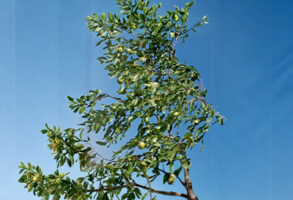Jujube Tree Scion Wood - Sherwood Ziziphus jujuba Grafting Cuttings, 8 Inches, Unrooted Budwood for Propagation