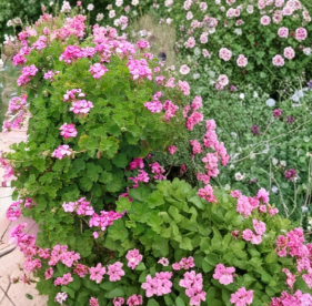 Pink Geranium Cuttings 30 Pcs 6-Inch Pelargonium Fragrant Flowering Plant Unrooted