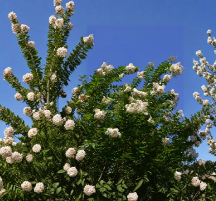 Unrooted Crape Myrtle Cuttings Set of 10 | White 'Natchez' Lagerstroemia indica × fauriei Propagation