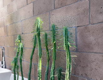 Unrooted Euphorbia loricata Cutting 6 Inches - African Palm Tree Succulent Propagation Plant