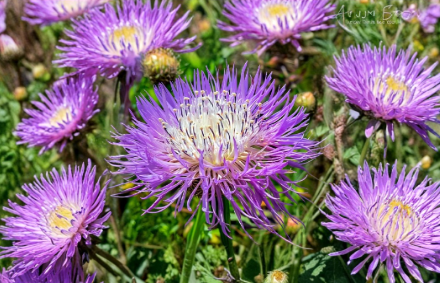 Heirloom Wildflower Seeds - Basketflower (Centaurea americana) for Gardens & Cut Flowers, Native Wildflower, Annual, Pink to Lavender