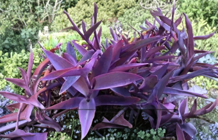 Purple Heart Plant Cuttings 5 Count, Tradescantia pallida, Trailing Perennial, Unrooted Stems for Propagation, Groundcover & Hanging Baskets