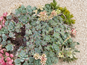 4 Aeonium Kiwi Succulent Cuttings - Unrooted Variegated Rosette Plant for Propagation, 8 Inches, Green Cream Pink Edges