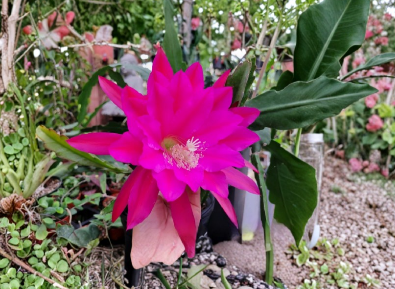Epiphyllum Jeanette Davis Latimer Unrooted Cuttings – Orchid Cactus Stem Segments for Propagation, Trailing Epiphytic Cactus Plant