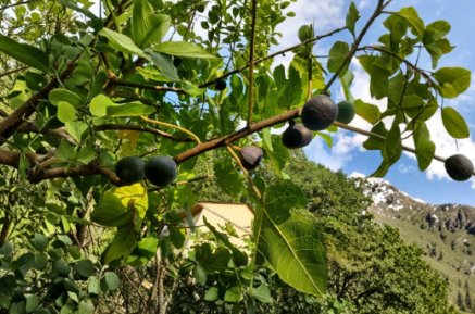 Calderona MP Fig Tree Cutting 8 Inch Unrooted Ficus Carica Stem for Propagation, Fruit Tree, Garden or Orchard
