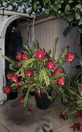 Epiphyllum Orchid Cactus Cuttings 2 Pack Purple Orange Quynh Hoa Propagation Planting