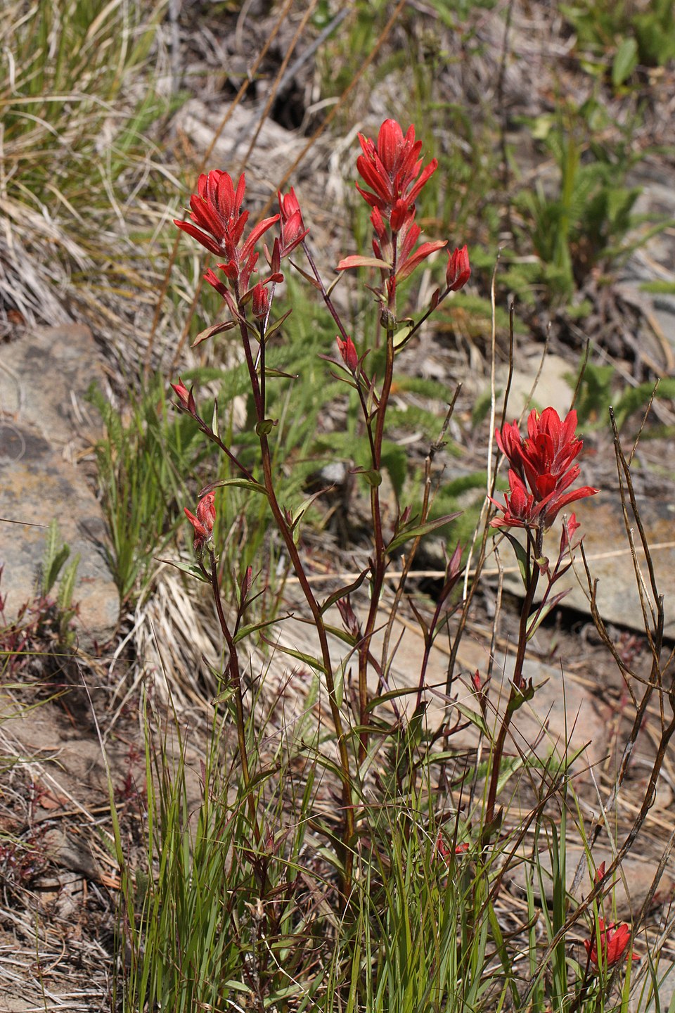 Castilleja Miniata Seeds 50 Scarlet Indian Paintbrush Native Wildflower Pollinator Plant