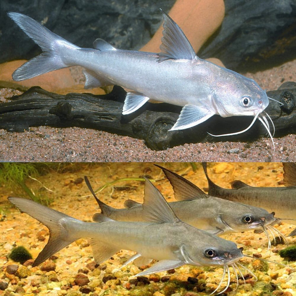 Salmon catfish
