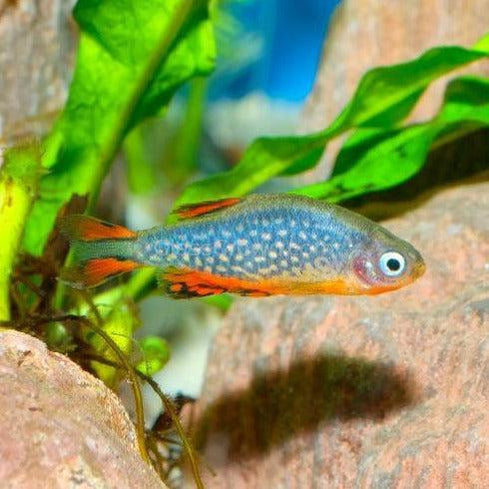 Celestial Pearl Danios (Galaxy Rasboras) 6 Pack