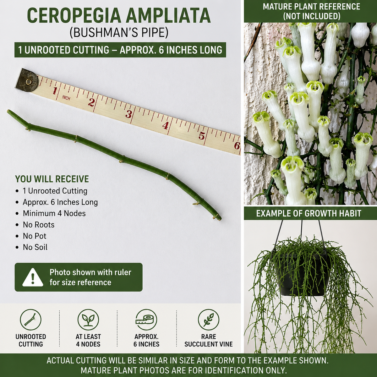 Ceropegia Ampliata Plant - Floral Explosion, Condom Flower, Unique Indoor Succulent, Rare Houseplant