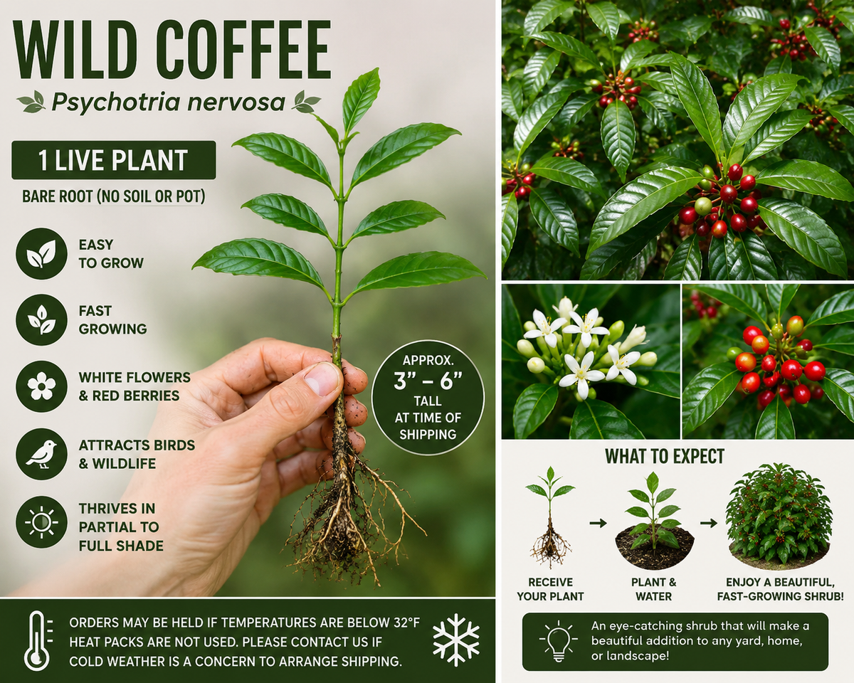 Wild Coffee Plant - Easy to Grow - Psychotria nervosa - Seminole Balsamo - Tropical Houseplant for Indoor Gardening