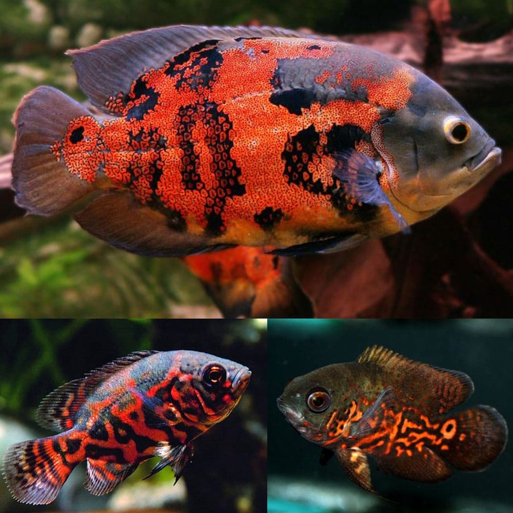 Red Tiger Oscar 2.5”-3”