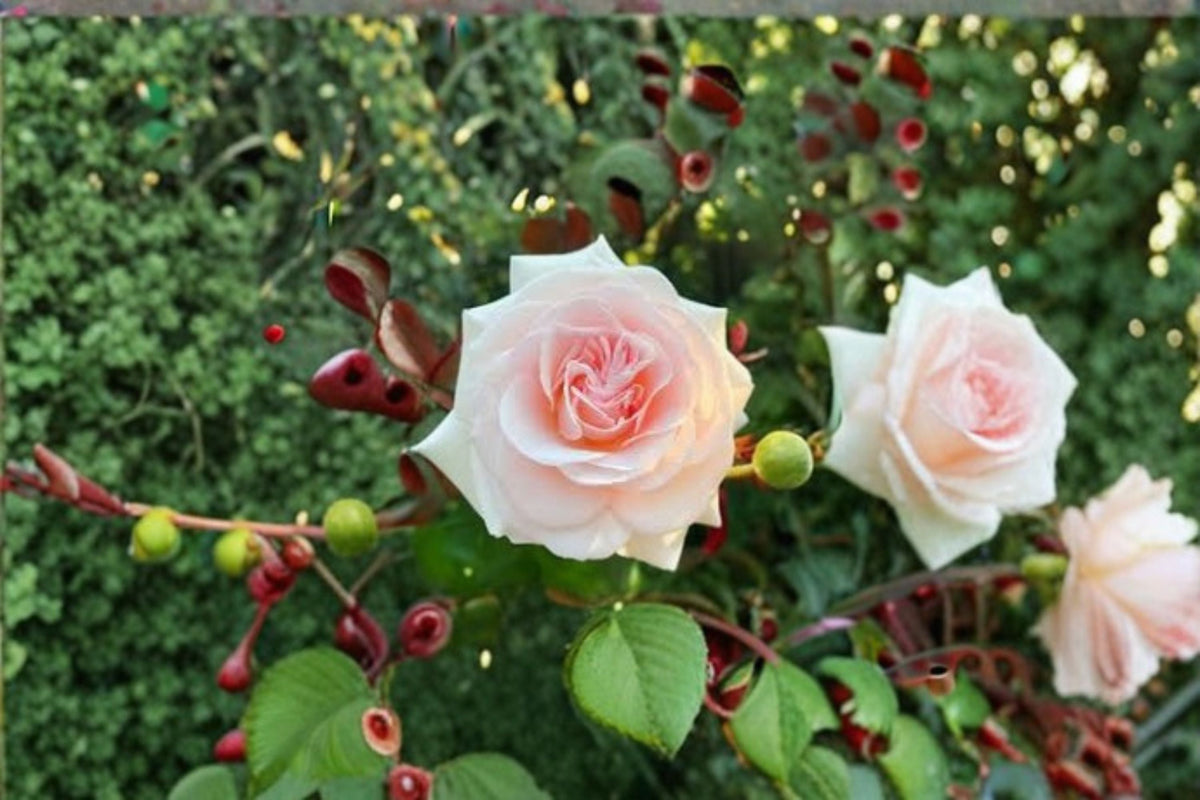Prince Jardinier Rose Live Plant – Fragrant Repeat Blooming Cut Rose