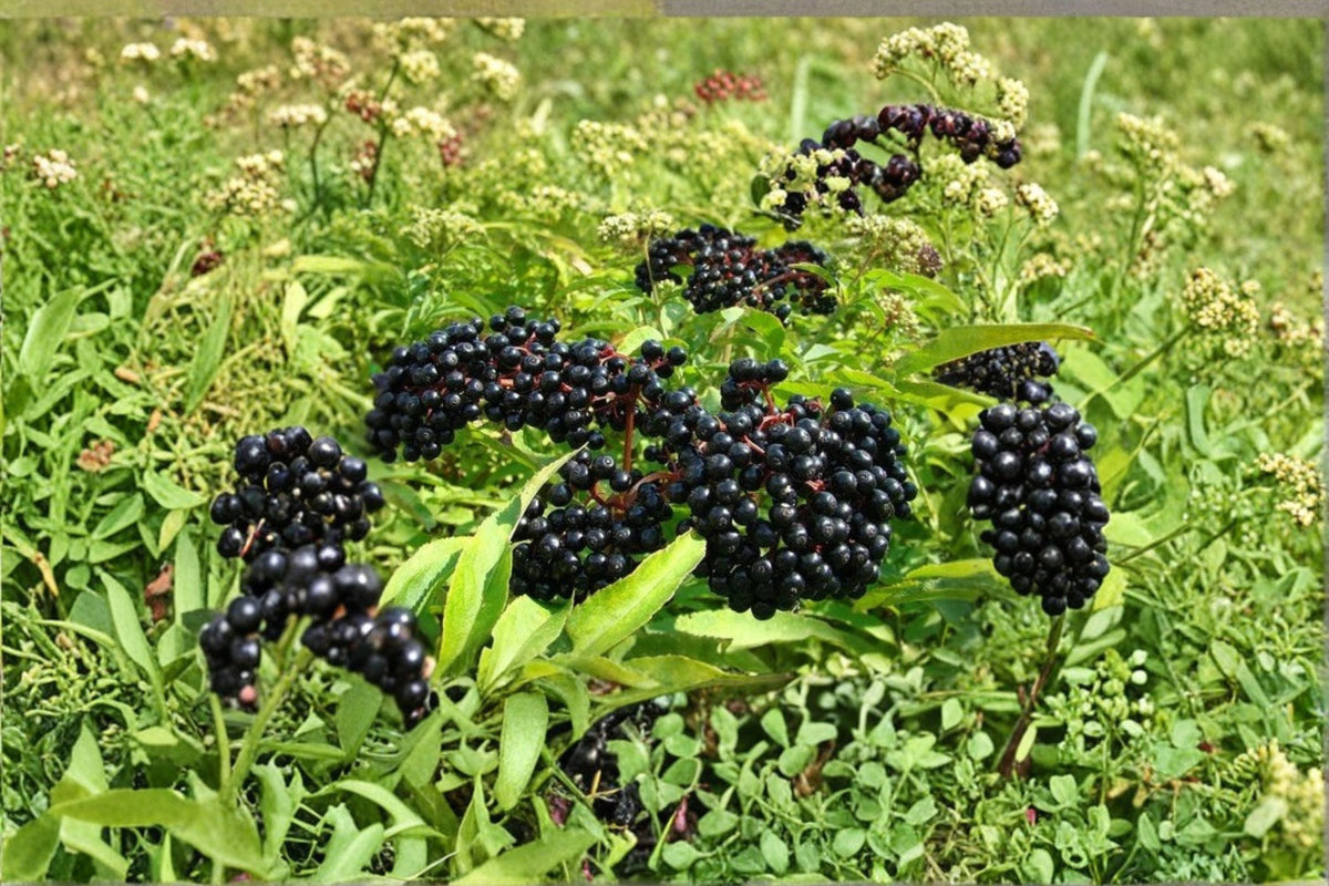 American Elderberry Live Plant – Well Rooted Sambucus canadensis Native Shrub