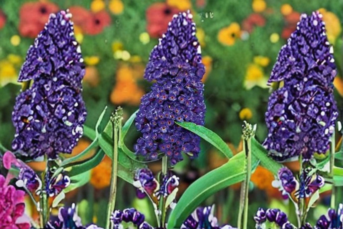Black Knight Butterfly Bush Live Plant – Buddleia davidii Purple Shrub