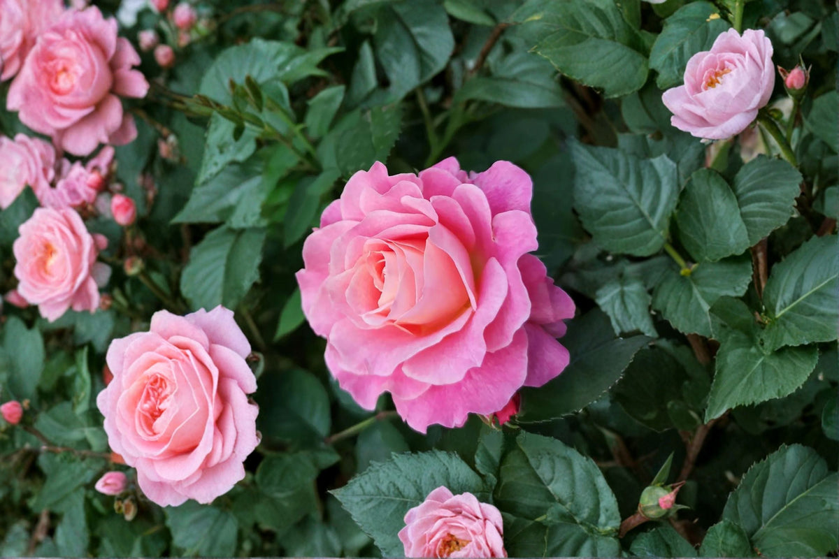 Neptune King Terrazza Rose Live Plant – Fragrant Compact Balcony Rose
