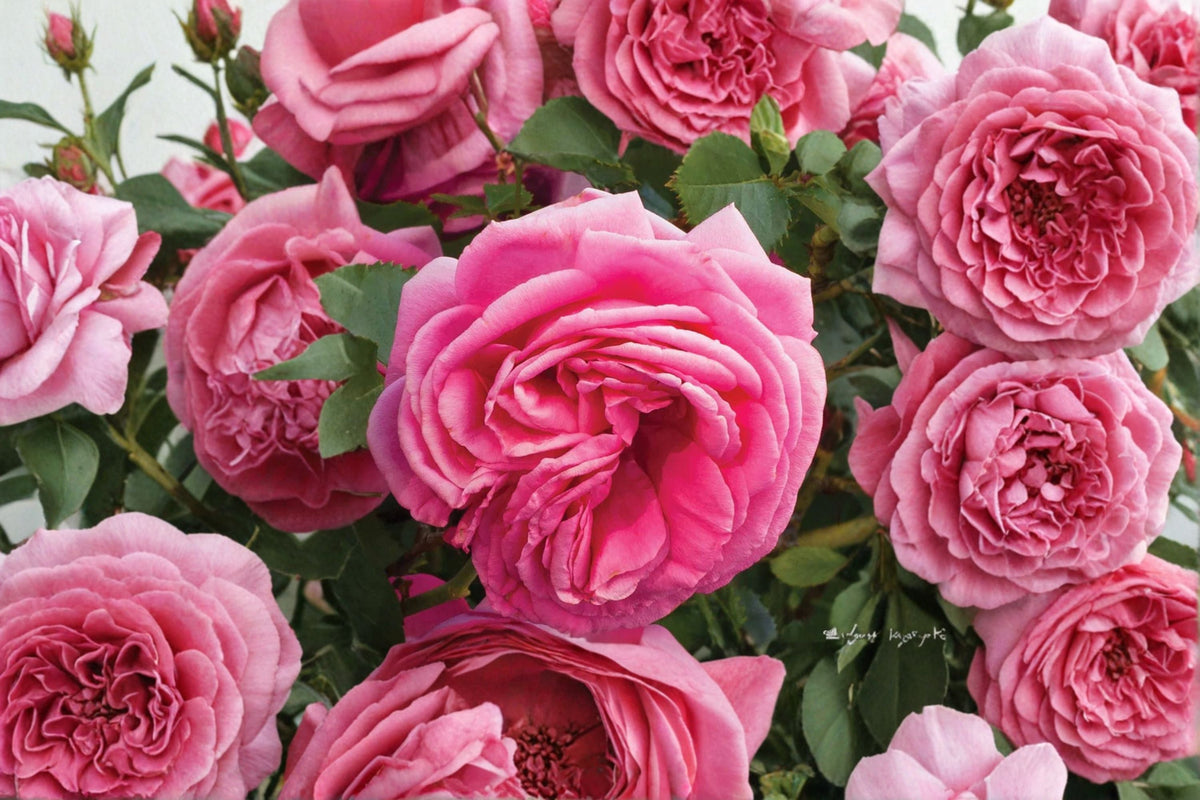 Pretty In Pink Eden Climbing Rose Live Plant – 1.5 Gal Pink Rose