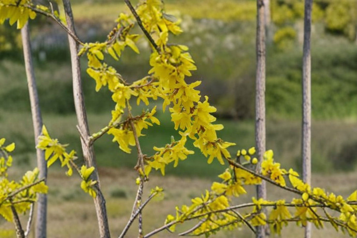 Forsythia Live Plant Clump – Yellow Flowering Hedge Shrub for Privacy and Landscape