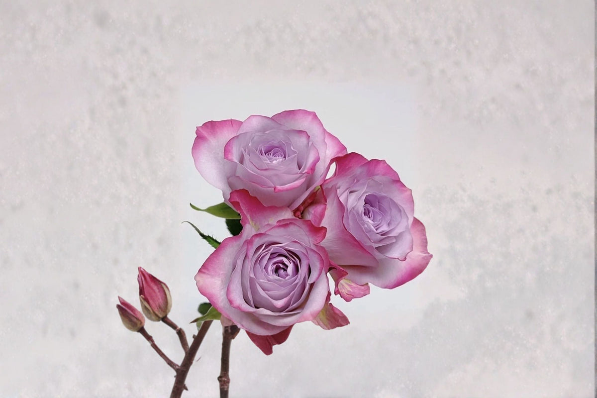Glamorous+ Rose Live Plant – Own Root Repeat Blooming Cut Rose