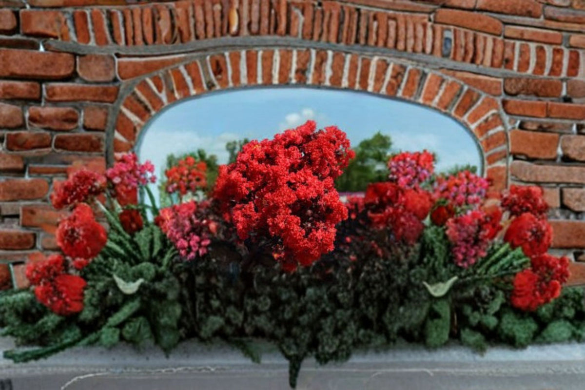 Ruby Thunderstruck Crape Myrtle Live Plant – Red Flowering Ornamental Tree