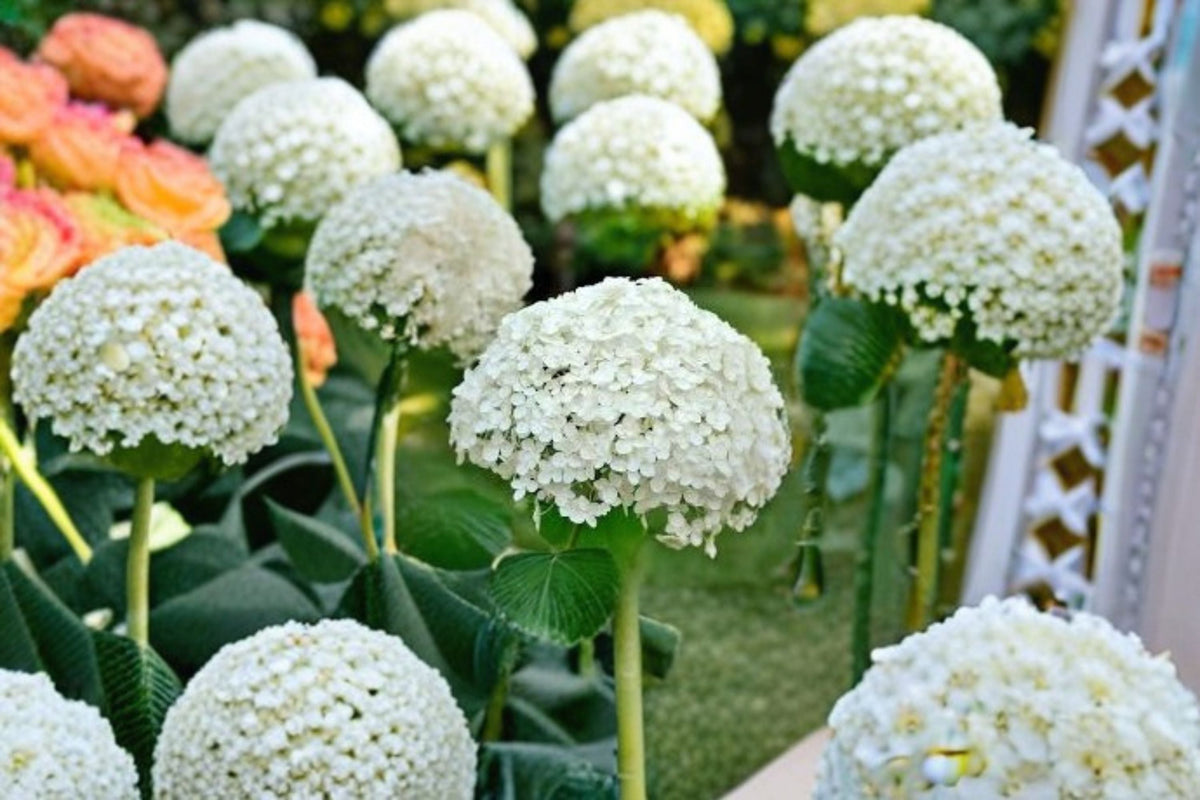 Annabelle Smooth Hydrangea Live Plant - 1 QT Pot | Hydrangea arborescens 'Annabelle'