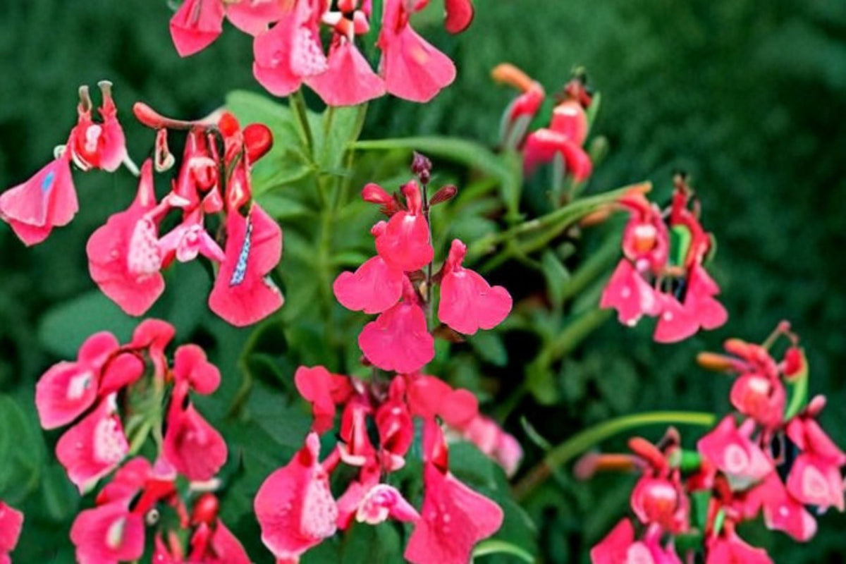 Lipstick Salvia Greggi Live Plant - 1 Gallon Fully Rooted - Salvia greggii