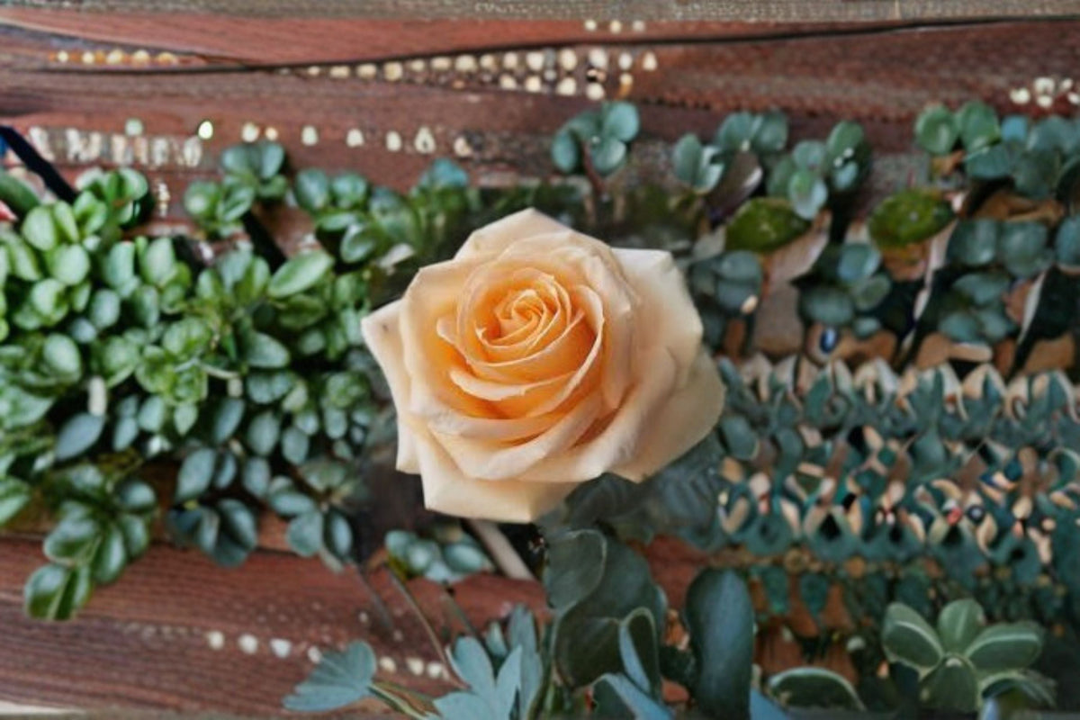 Peach Avalanche+ Rose Live Plant – Own Root Repeat Blooming Cut Rose