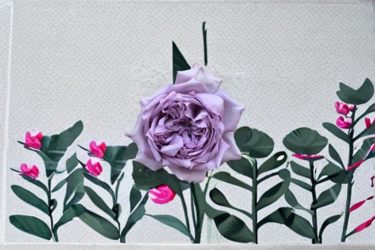 Antique Watch Rose Live Plant – Fragrant Japanese Own Root Shrub Rose