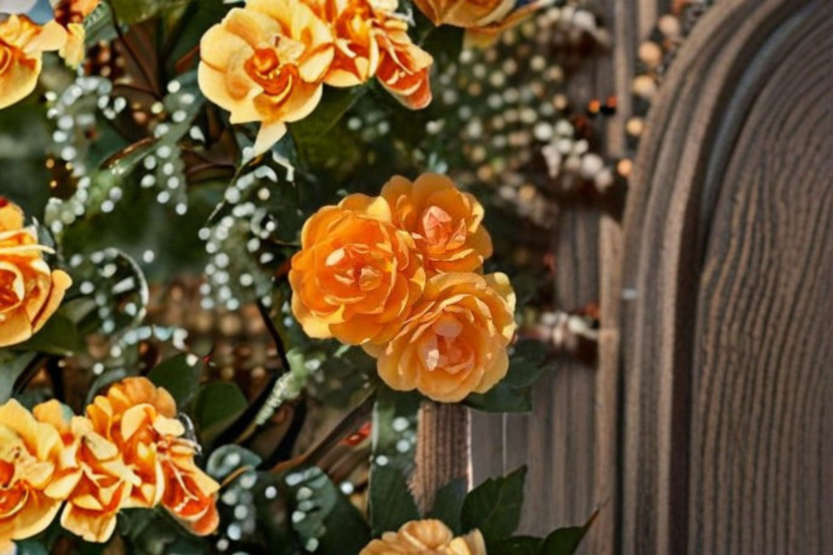 South Africa Rose Live Plant - 1.5 Gal Apricot Orange Rose