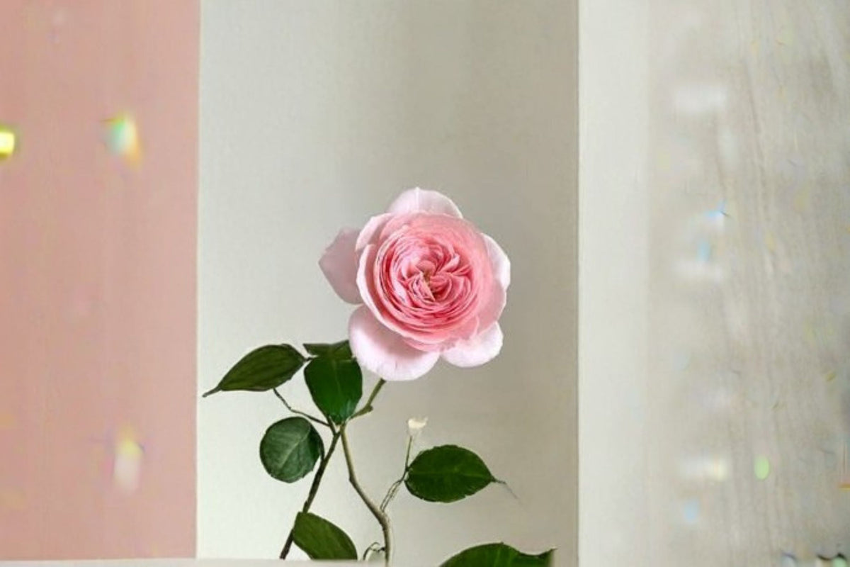 Nahéma Climbing Rose Live Plant – Fragrant Repeat Blooming Rose