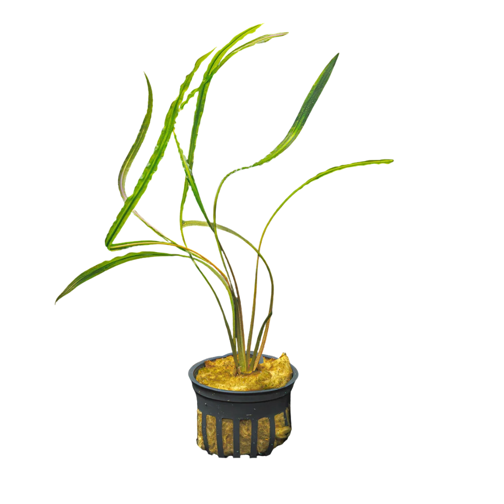 Cryptocoryne Spiralis