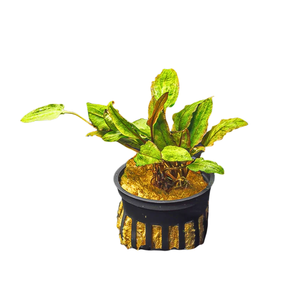 Cryptocoryne Wendtii (Red, Green, or Brown)