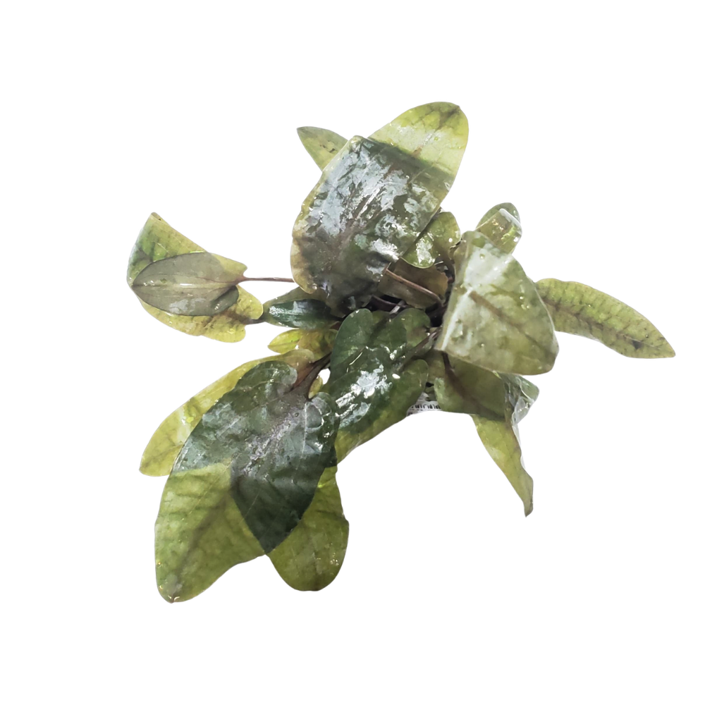 Cryptocoryne Wendtii 'Tropica'