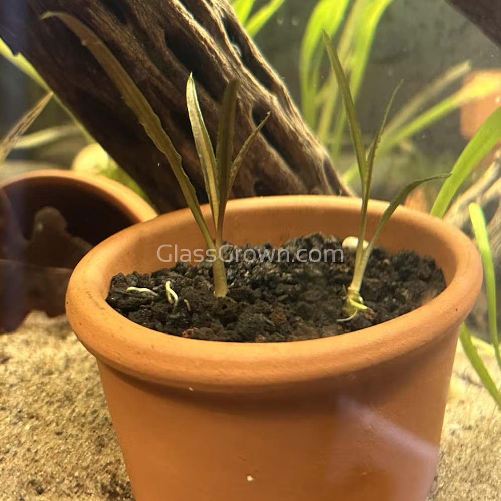 Cryptocoryne Retrospiralis