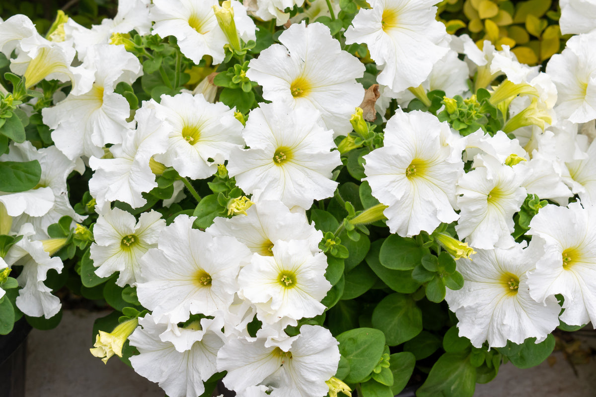 250 MIXED COLORS PETUNIA Flower Seeds