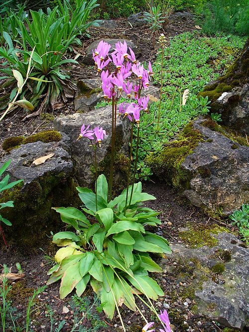 Dodecatheon meadia Seeds – Midland Shooting Star Native Wildflower for Pollinator Gardens, Prairie & Woodland Restoration, 100 Seeds