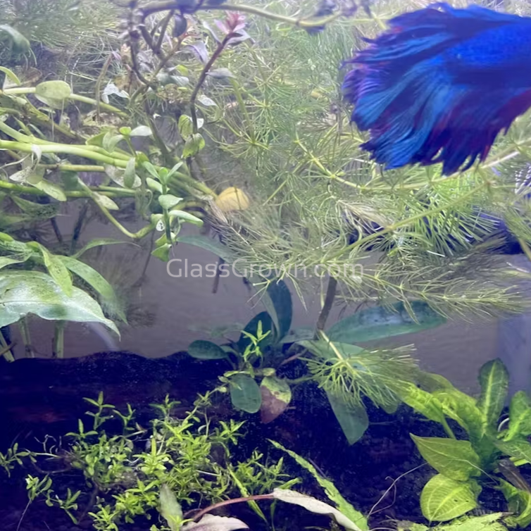 Driftwood Anubias