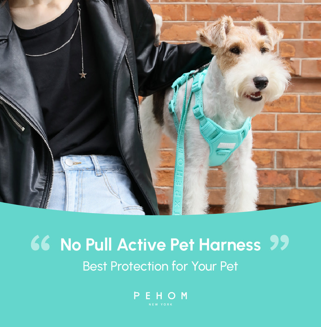 NO PULL ACTIVE PET HARNESS - MINT GREEN