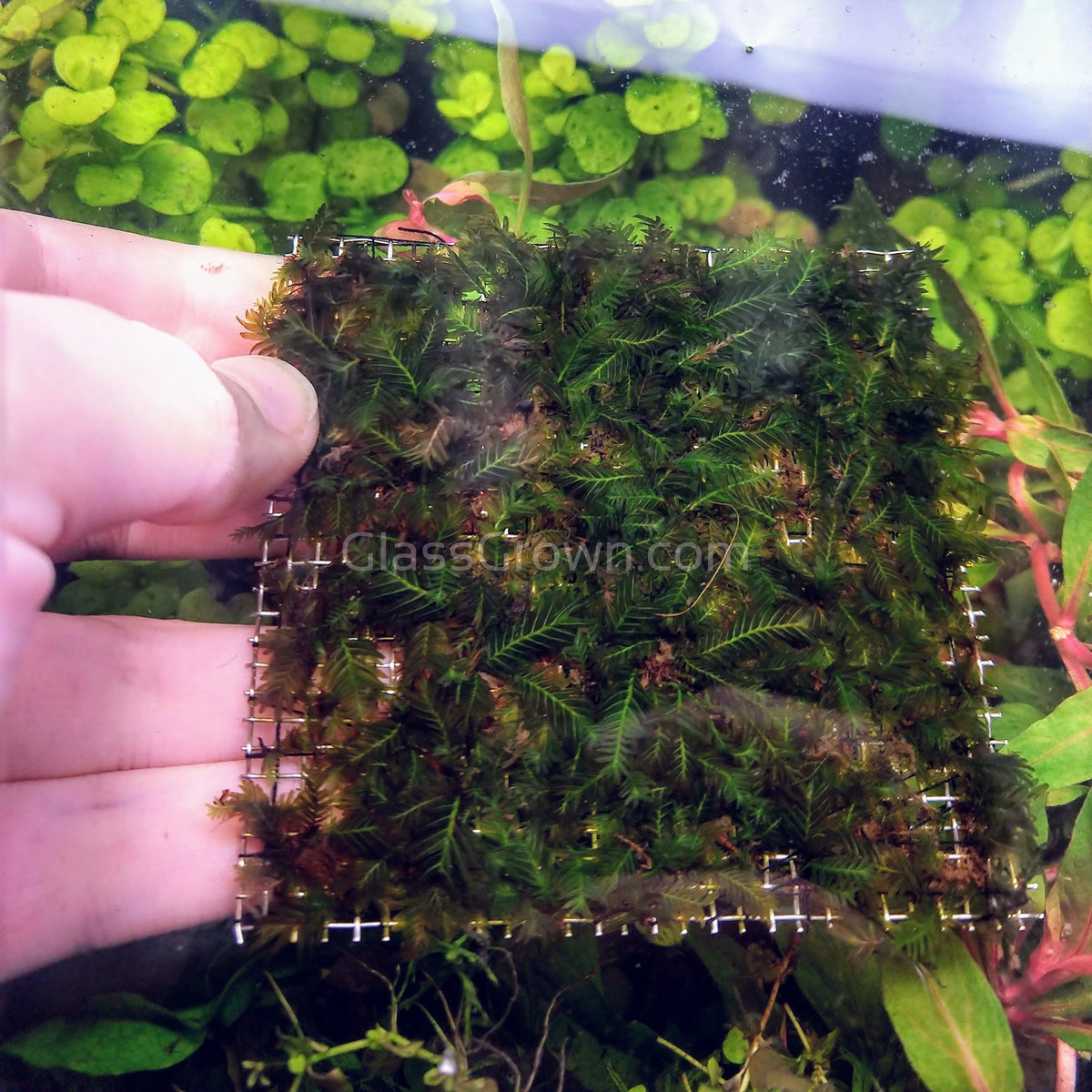 Fissidens Nobilis Moss 3" Wire Mat
