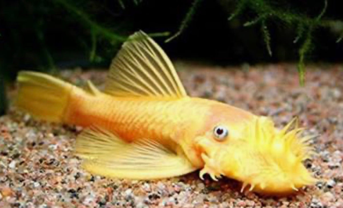 Bushynose Pleco (Bristlenose Plecostomus) MEDIUM
