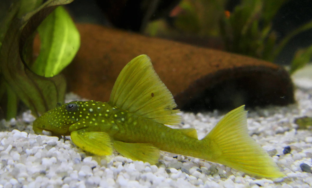 Green Phantom Pleco 4”+