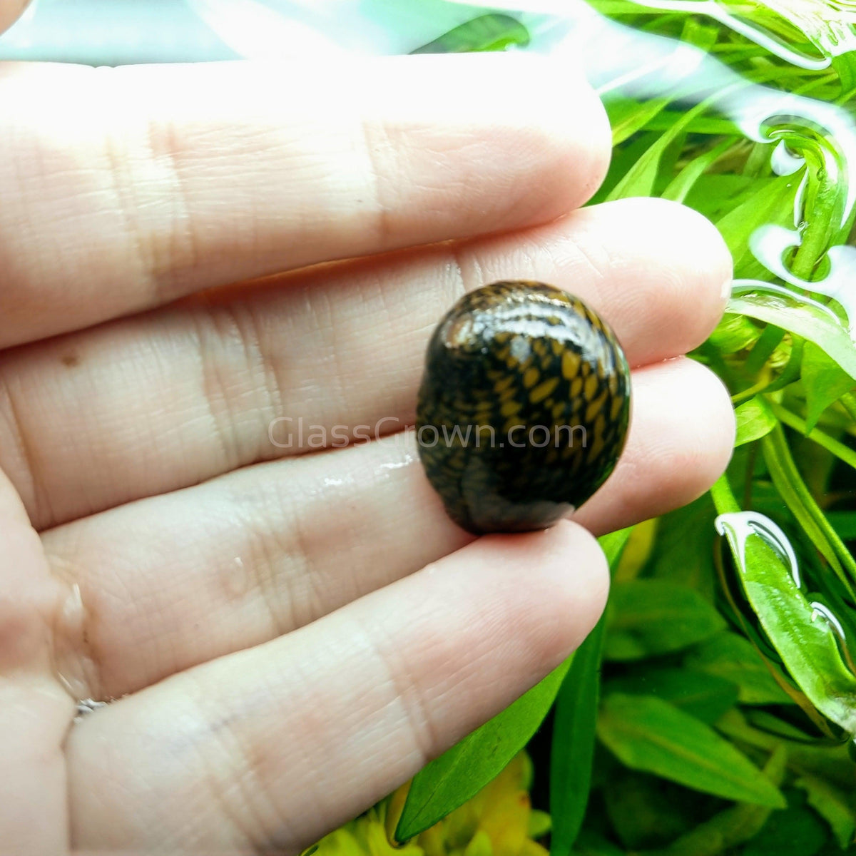 Assorted Nerite 5 Snails