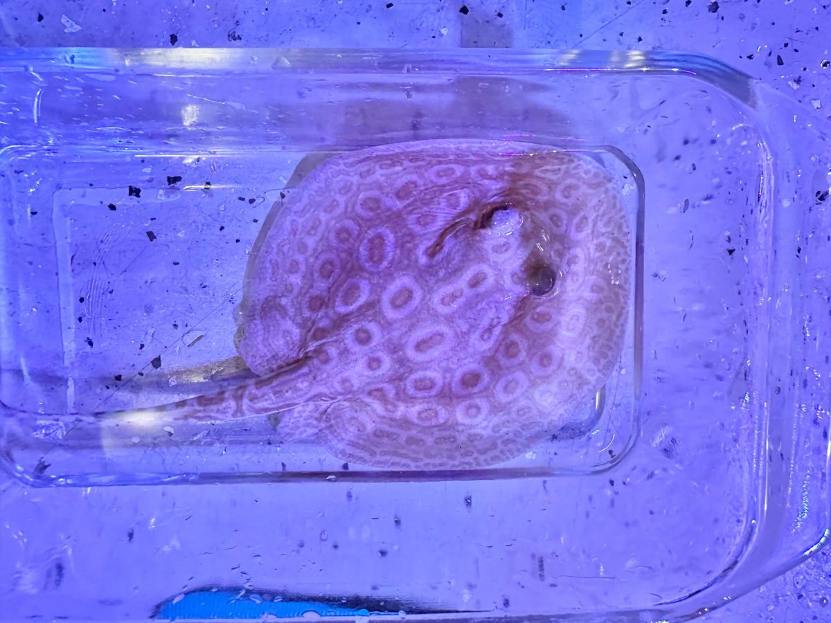 Albino Pearl Stingray (Potamotrygon jabuti)
