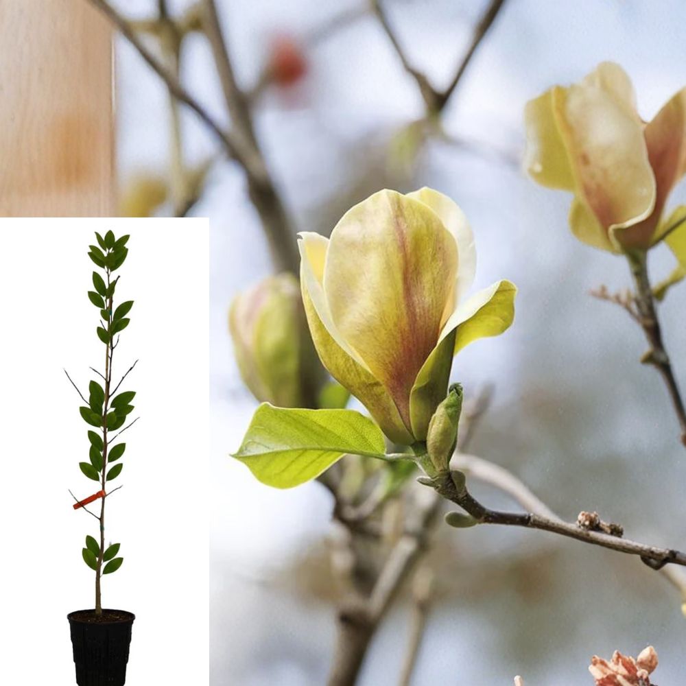 Sunsation Magnolia 1 Live Tree 3–4 Feet Tall – Magnolia ‘Sunsation’
